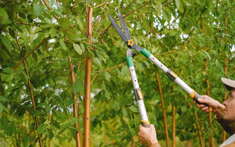 Tree trimming in Wailuku, HI